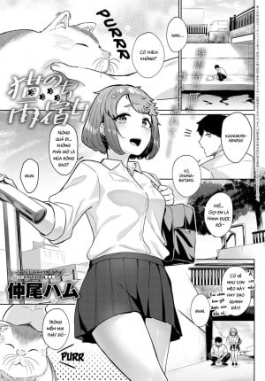 Neko Nochi Amayadori